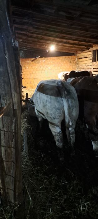 VÎND TREI TAURI BELGIENI mai multe la telefon