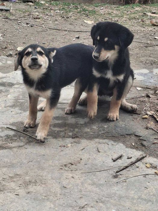 Бесплатно шенки 1,5 месяца