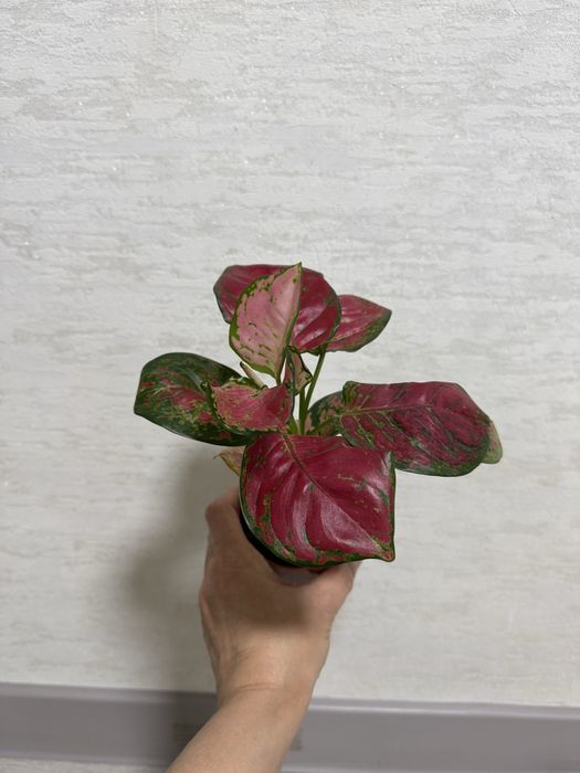 Продаются комнатные цветы