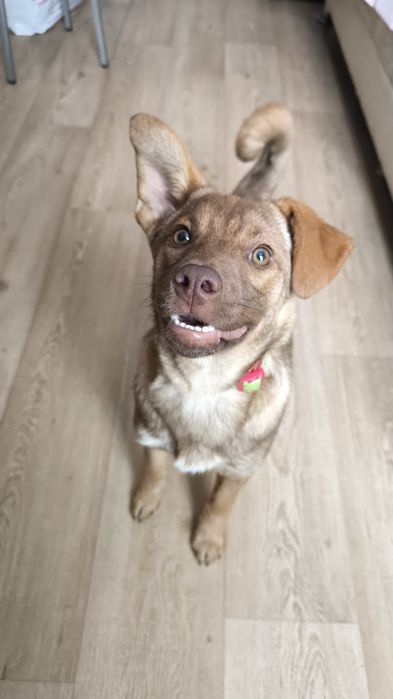 Щенок Девочка 4 мес только в добрые руки