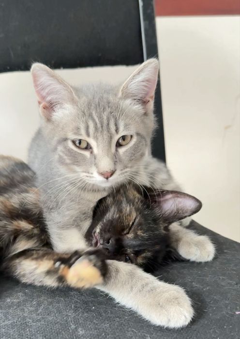 Котенок мальчик в семью
