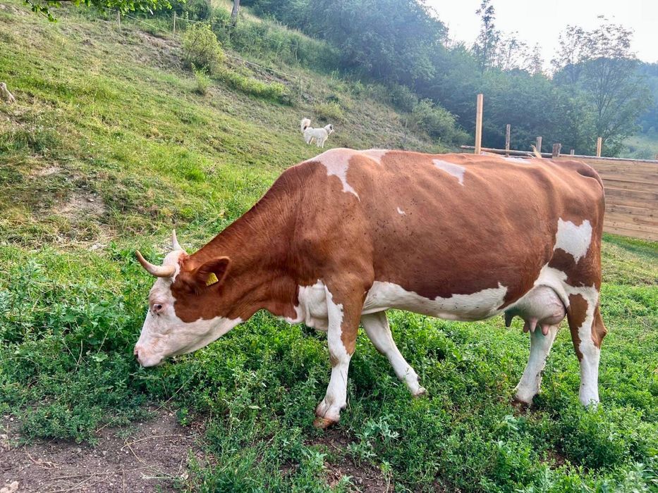 Vand vaca cu 2 viței gemeni