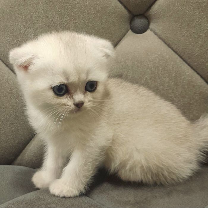 Продаются два серебристых котёнка,шиншилла.