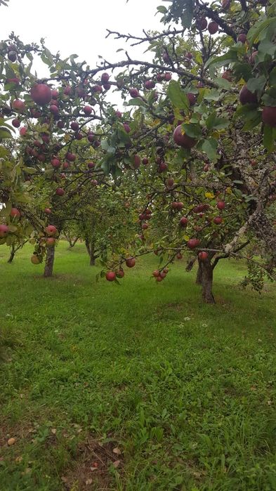 Livada de vanzare Dumitra - BN