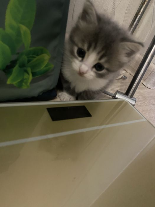 Кошечка, в хорошие добрые руки.