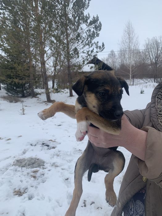 Продам щенков. Мать тазы, отец овчарка.