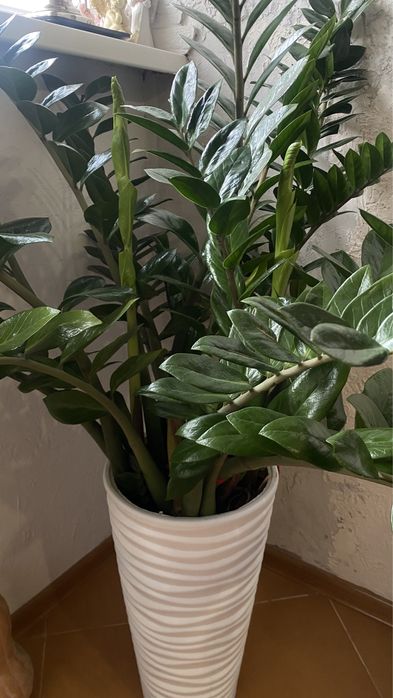 Цветок замиокулькас 1м 50см уветок, 2,5 с горшком