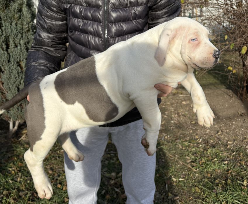 Американско Були Хл