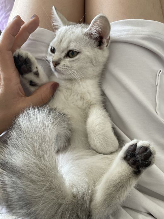 Serebristiy shinshilla bolalari