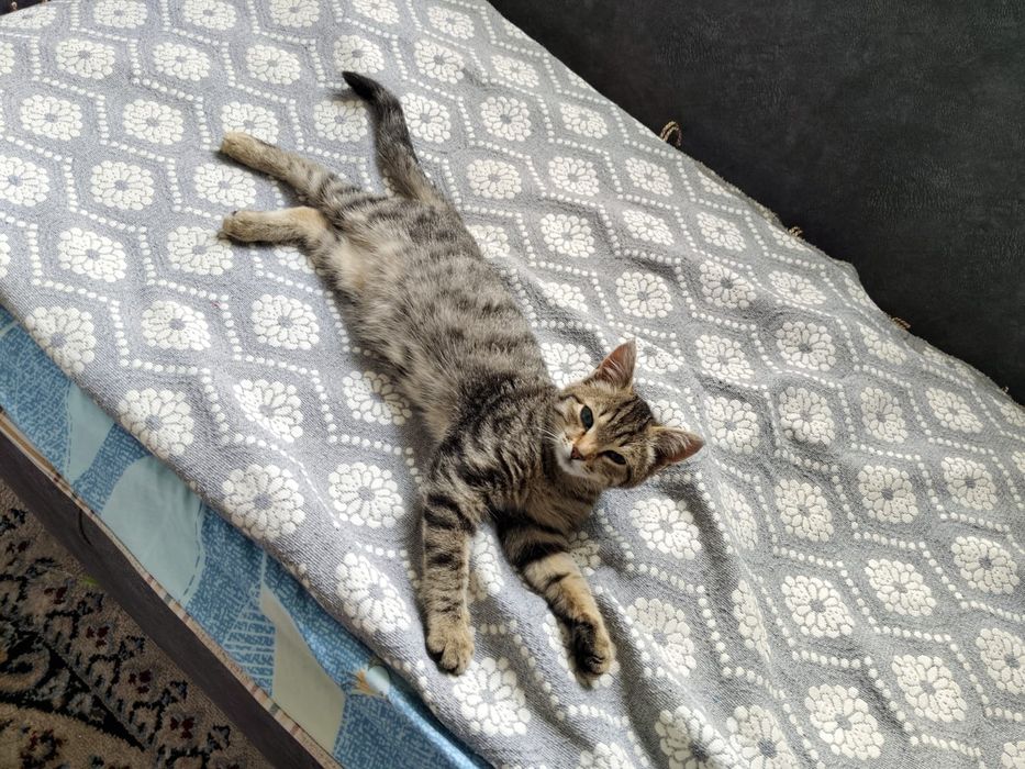 Котёнок в добрые ручки