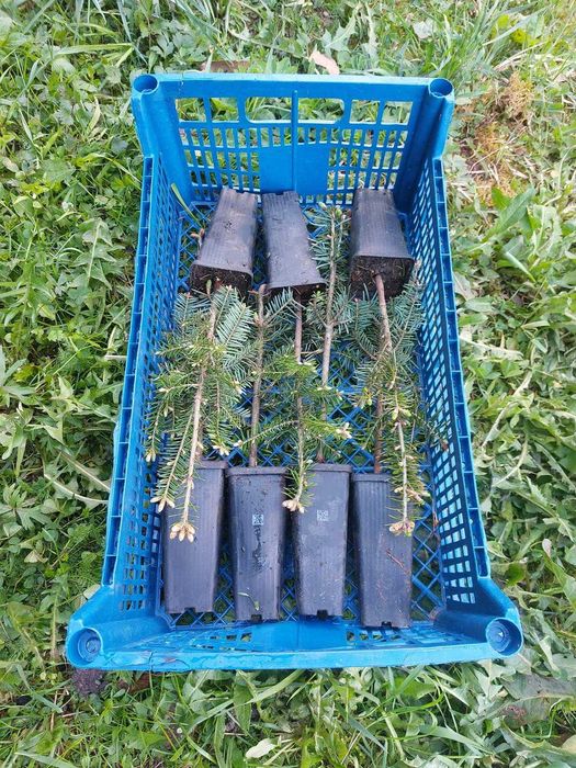 Pachet 30 buc. puieti Mixt containerizati brad, molid, pin- 10 specii