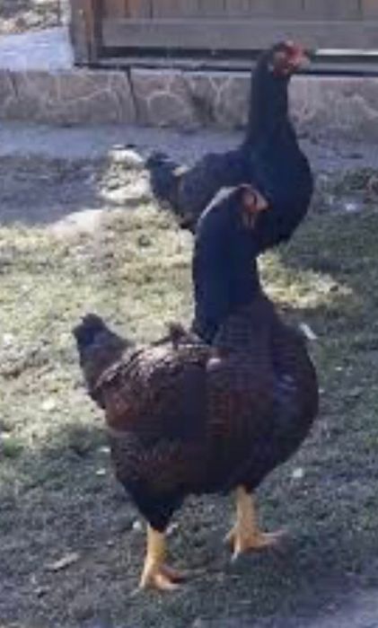 Oua incubator rase mare deosebite