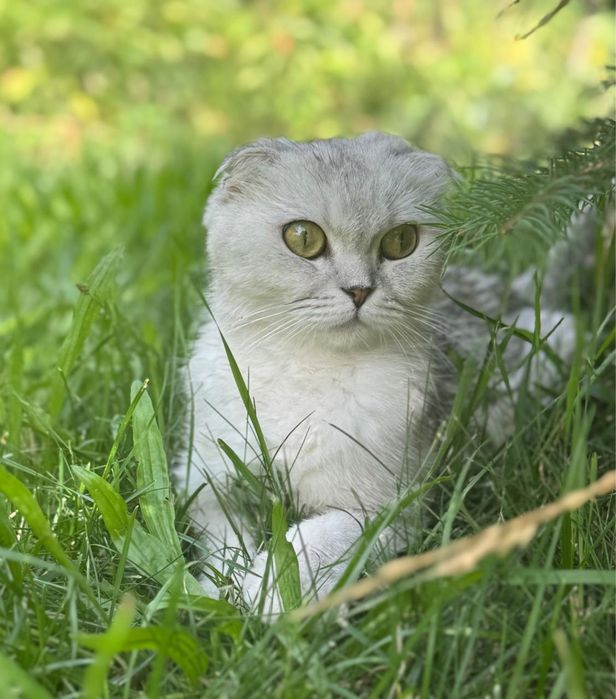 Продам шотландских котят