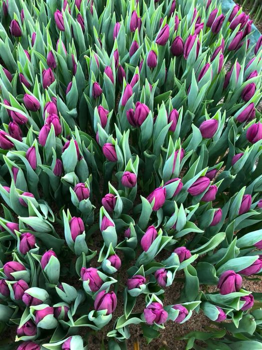 Голландиялық люкс тюльпандар