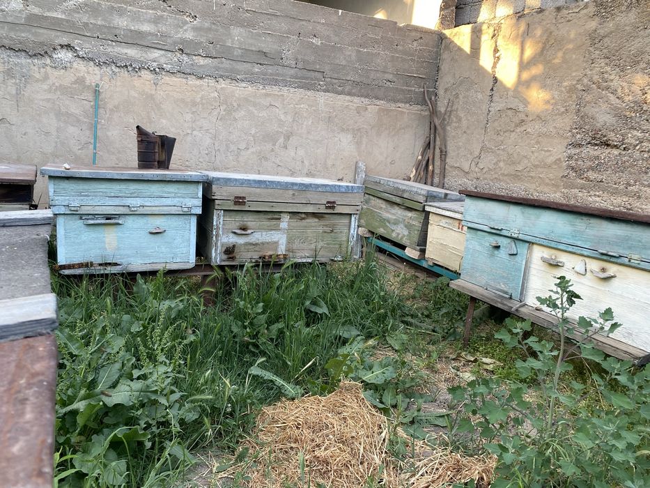 Продается осы с медом внутри, полный комплект с недогонкой