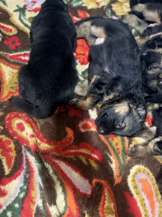 Немецкие авчарки доиношерстые.