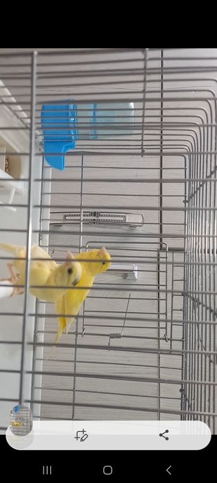 Сотилади кушлар 5 та мода