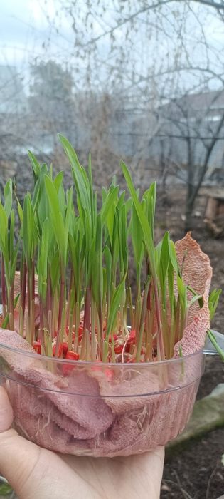 Семена кукурузы Казахстан, Китай, Канада