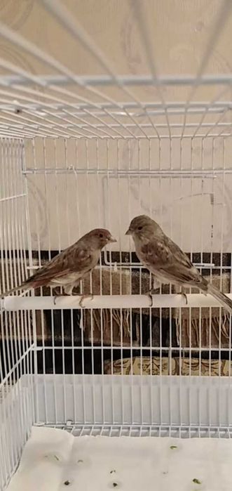 Канарейки самки годовалые