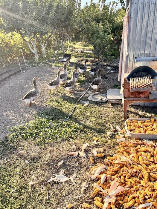 продам гусей домашних