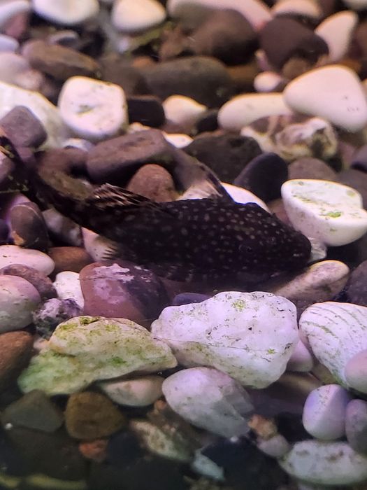 Продам молодняк анциструса