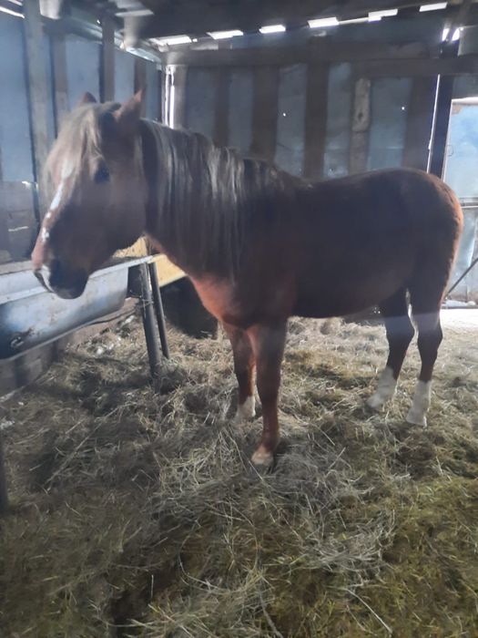 Продам жеребца,айгыр сатылады