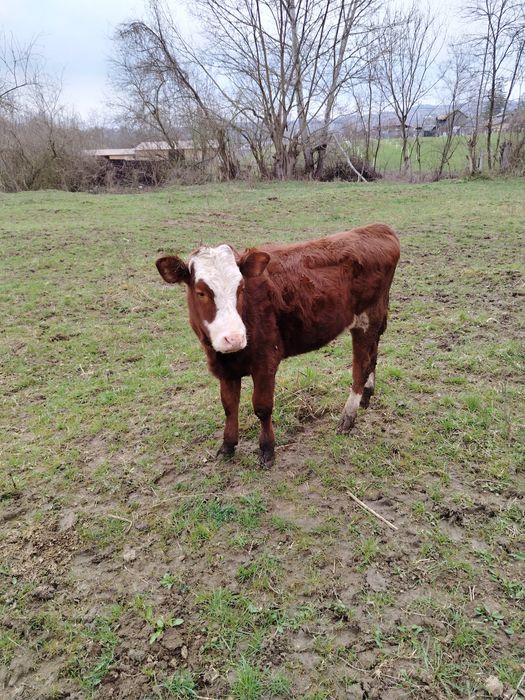 De vânzare vitea de vanzare