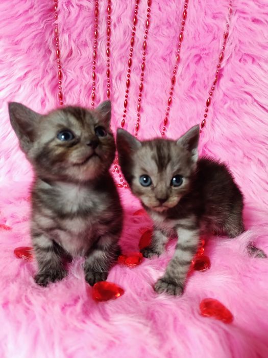 Остались 2 котят девочек шотландка+бенгал