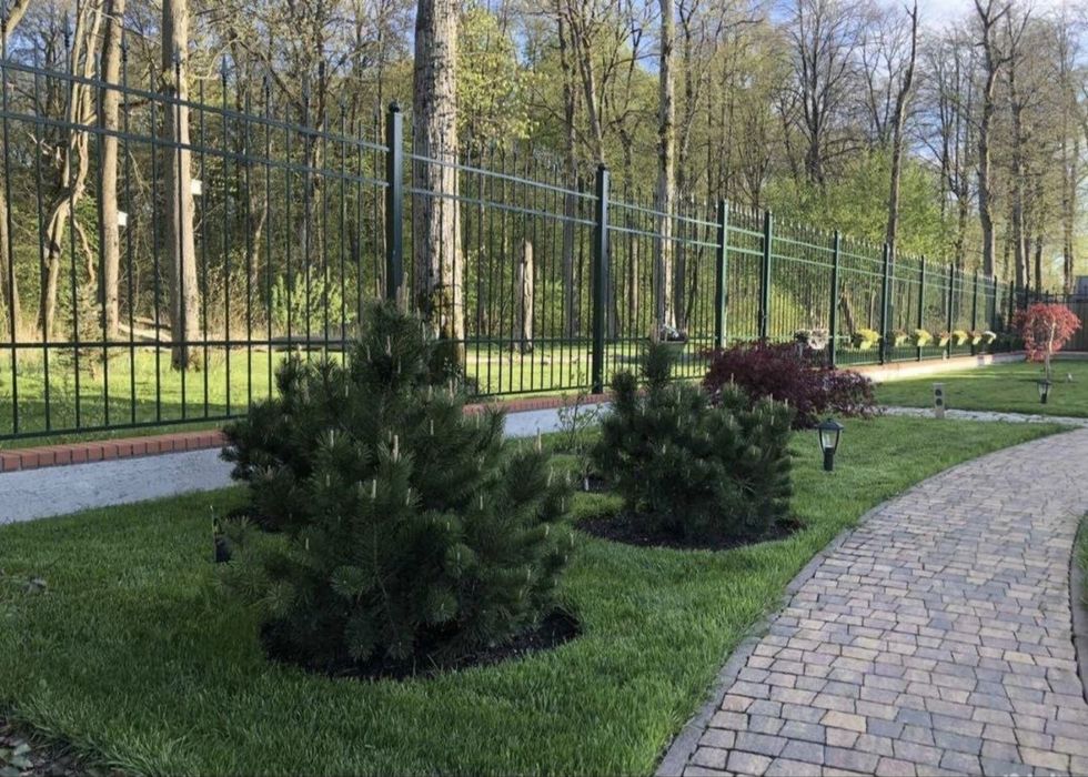 Ландшафт озеленение ель