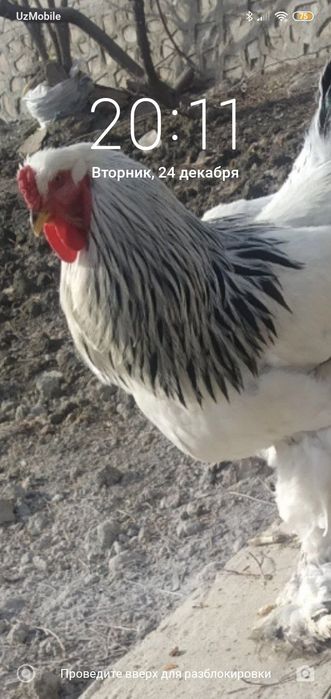 Shu xorozni bolasi sotiladi