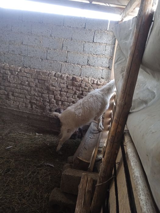 Ешкы сатылады козы