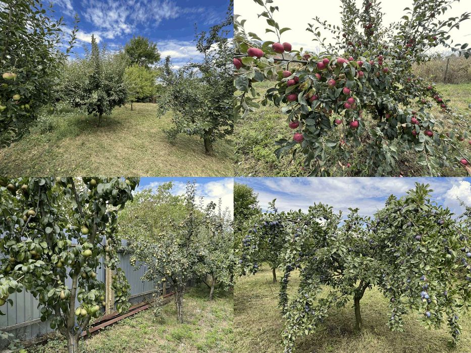 Vand Ferma Casa Teren Livada Zadareni Arad intravilan cu numar de casa