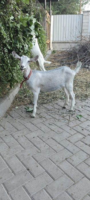 Продам Альпийскую козочку.