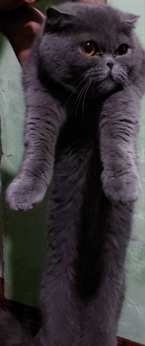 Mushuk sotiladi zotli