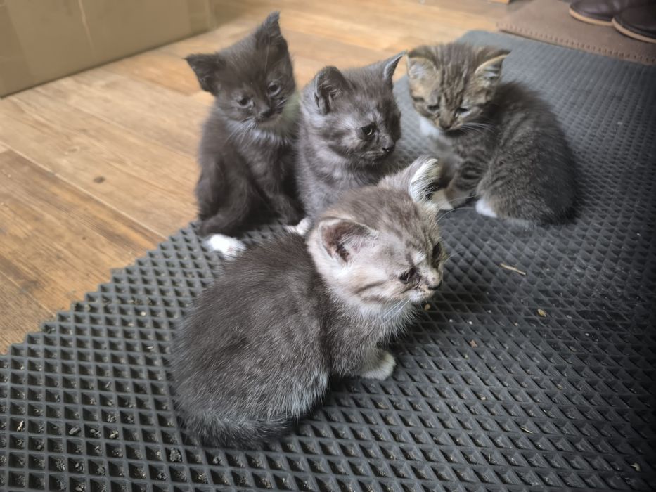 Отдам котят в добрые руки