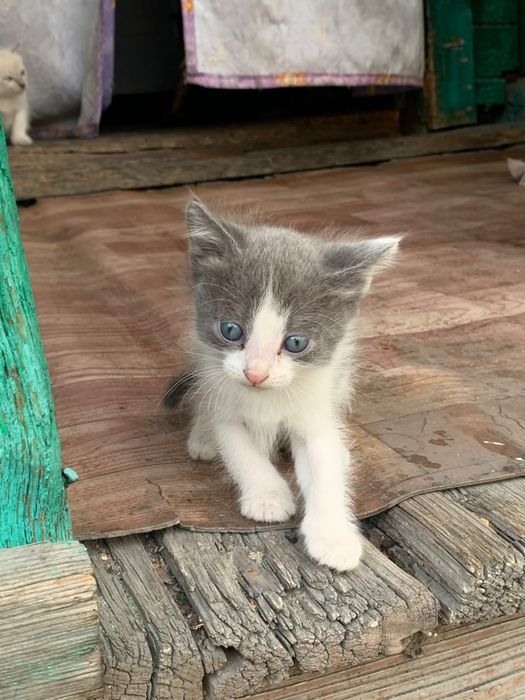 Котята бесплатно
