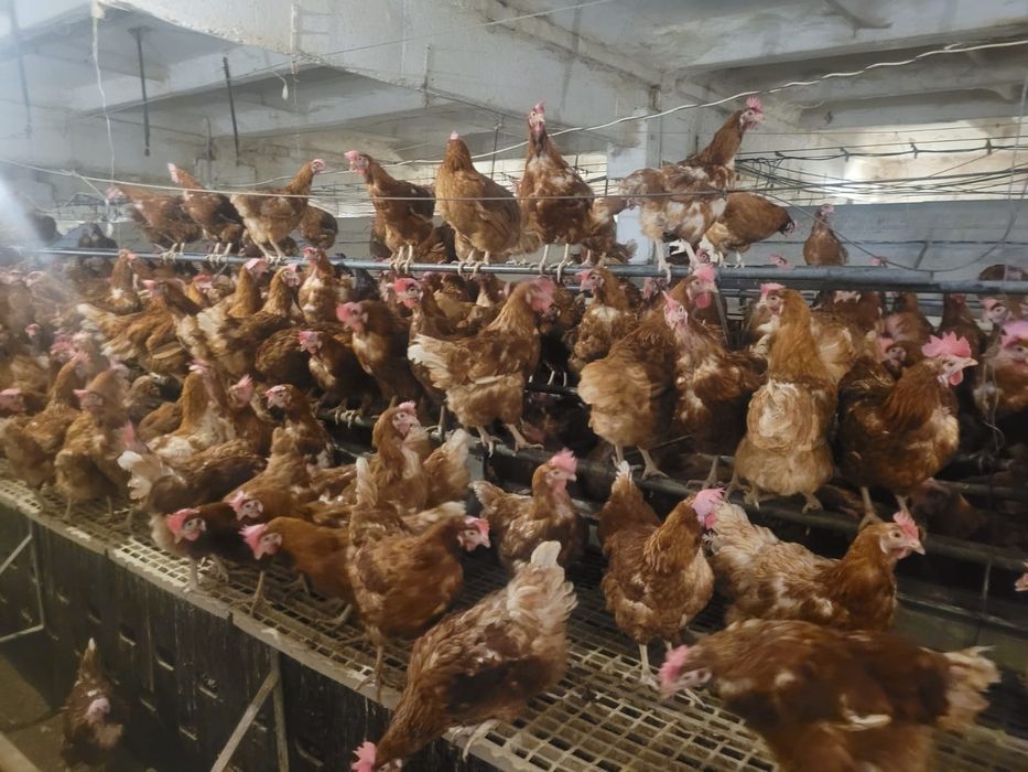 Găini tinere cu vârsta de 12 luni