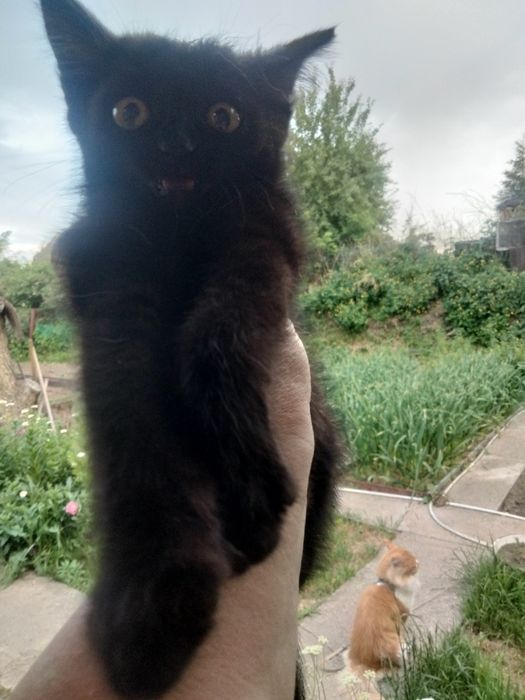Отдам котят бесплатноо
