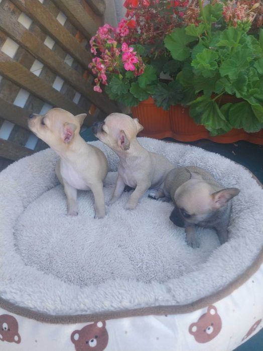Chihuahua rasă pură pentru rezervare