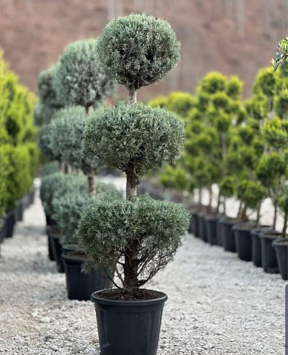 Vand plante ornamentale