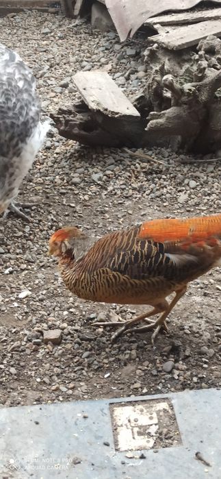 Fazani! Auriu pe roșu