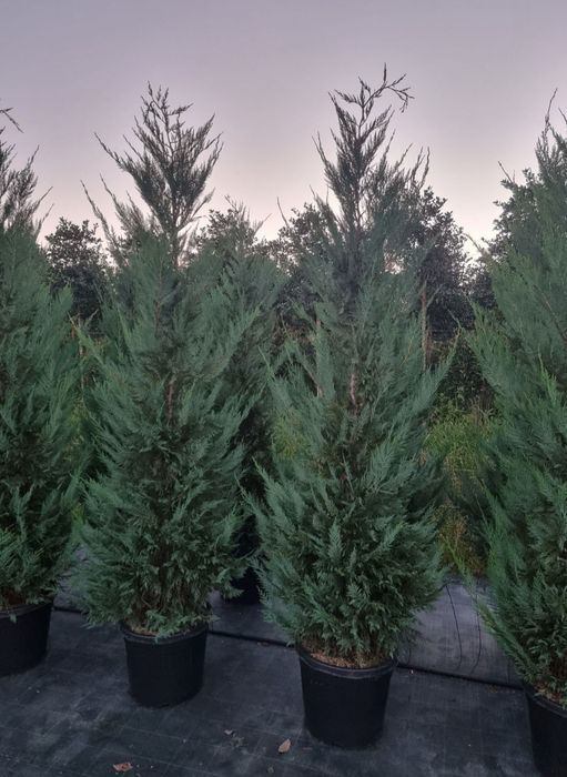 Leylandii (Thuja) – soluția perfectă pentru intimitate și verdeață
