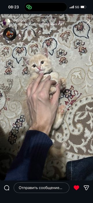 Кошка , пародистая