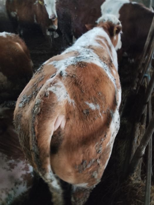 Vând viței bălțată românească și belgieni