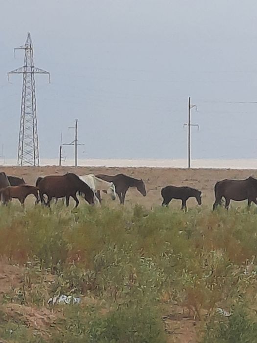 Жылқы сатамын 3- бие, 1- айғыр