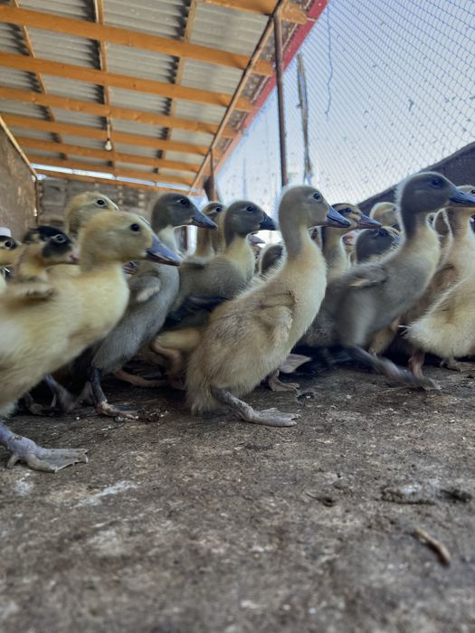 Pekin agidel goluboy favorit ordaklar