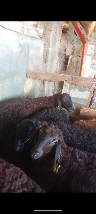 Продам баранов или обмен