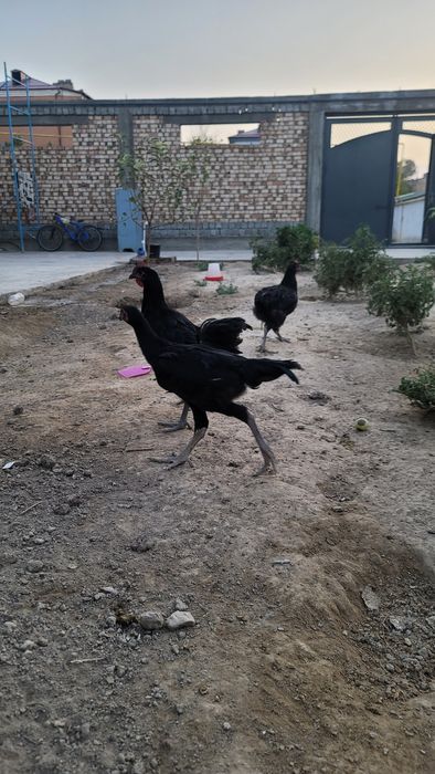 Кора товуклар.   Qora tovuqlar