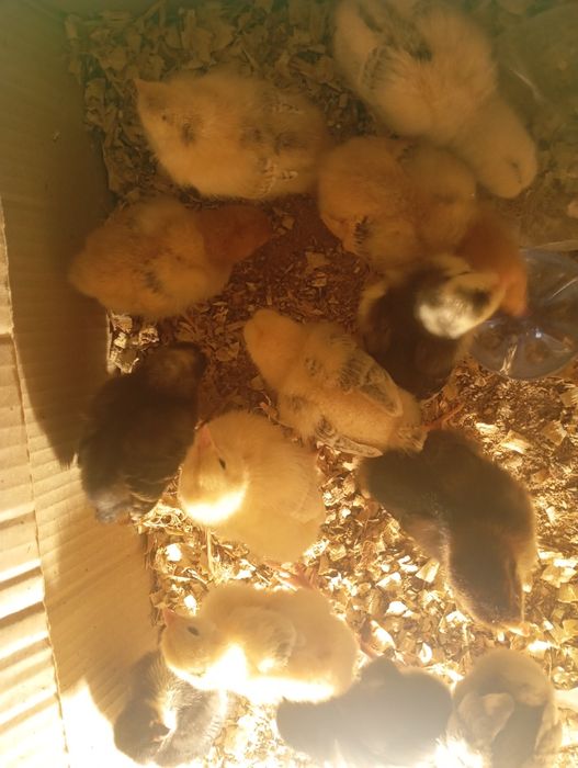 Шөже бар 1 апталық