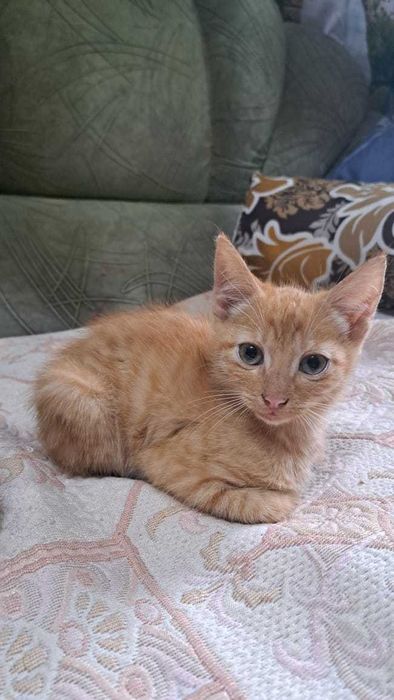 Котята ищут добрые руки